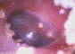 THT Endoscope Medical USB Digital Video Otoscope Camera Dengan Layar LCD 3.5 Inch