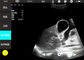 Cardiac Handheld Ultrasound Machine Probe Ultrasound Nirkabel Penggunaan Manusia Atau Dokter Hewan Tersedia