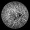 Confocal Retina Opthalmoscope Digital Fundus Camera Dengan FOV 15 °, 30 °, 60 ° Ukuran Gambar 1024 * 1024