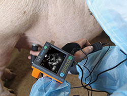 Digital Medical Veterinary Ultrasound Scanner Dengan Layar 3,5 Inch Dan Frekuensi Porbe 2.5M, 3.5M