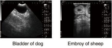 Peralatan Ultrasonik Diagnostik Veteriner Ultrasound Scanner Dengan Perangkat Lunak OB untuk Hewan dan Penyimpanan 100 Gambar
